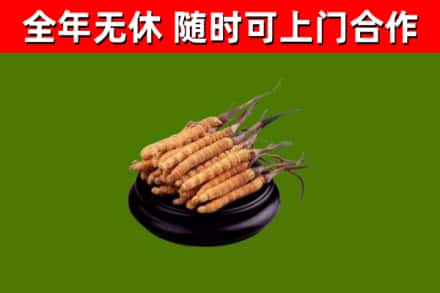 广州回收散虫草