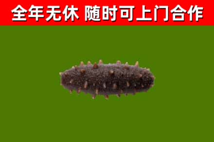 广州回收海参干